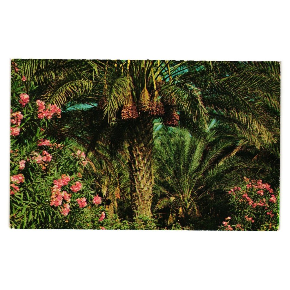 Vintage Postcard Date Bearing Palm Trees Oleanders California Nature Gardens